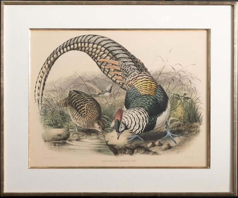 Hand-colored pheasant lithograph in a moon gold frame, SBAS Houston
